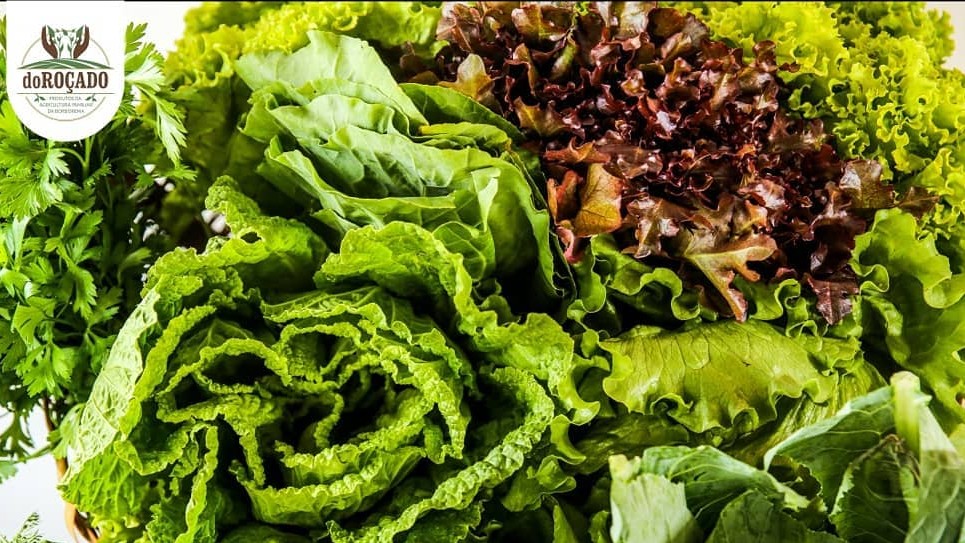 Hortaliças frescas da produção agroecológica